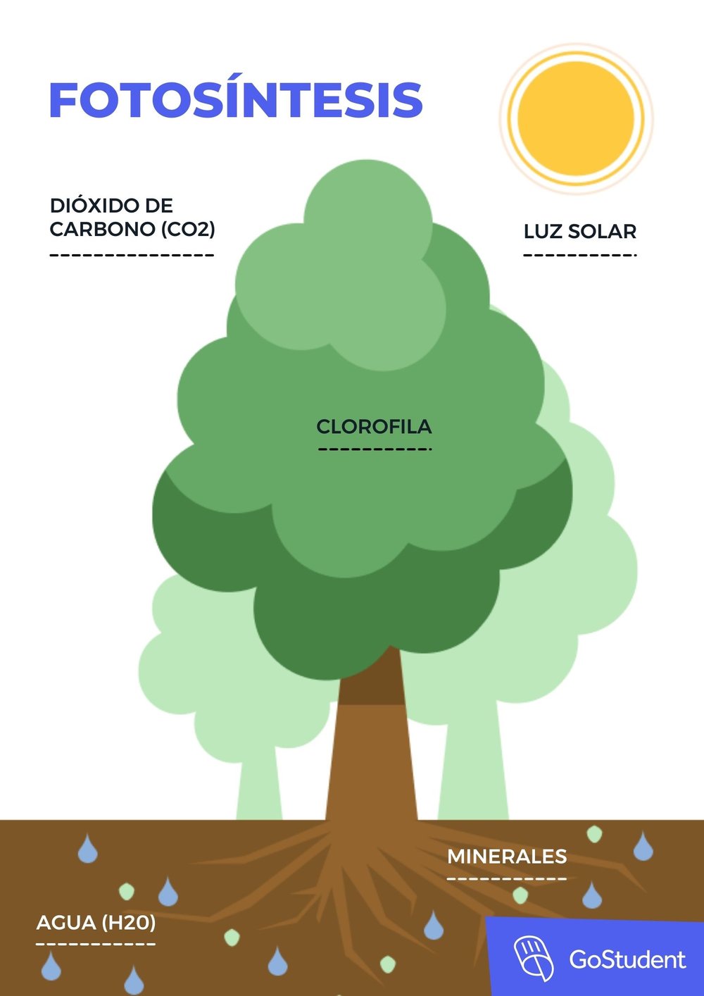 Photosynthesis-GoStudent-ES
