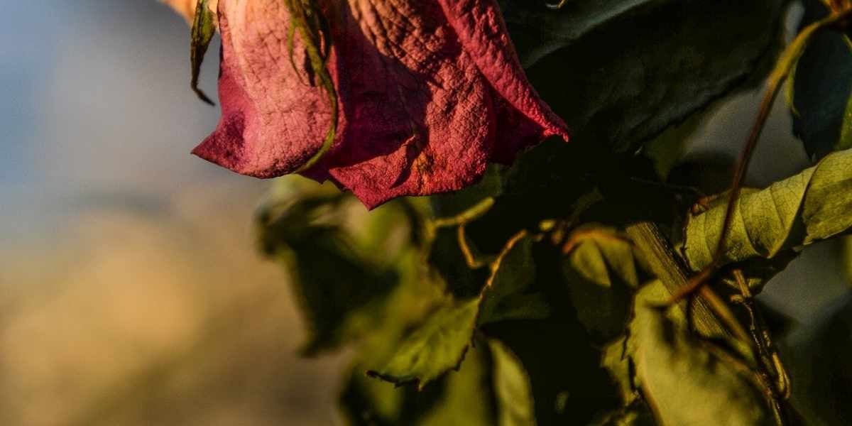 roses mortes