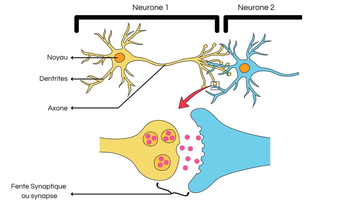 neurones