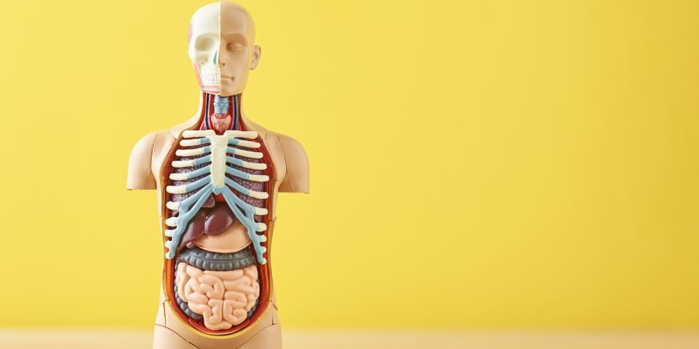 ninos-partes-del-cuerpo-en-ingles-figura-organos