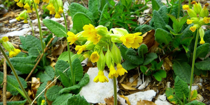 echte-schlüsselblume-frühling-blume