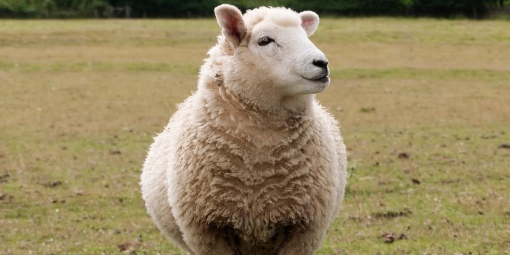 la-oveja-dolly