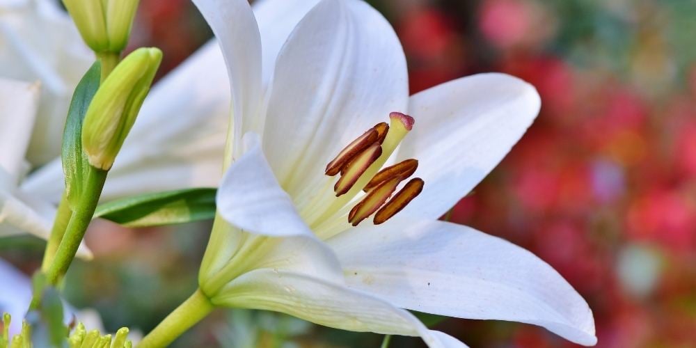flores-de-primavera-lirio