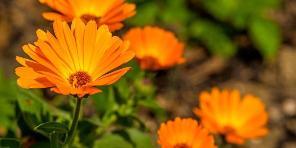 flores-de-primavera-calendula