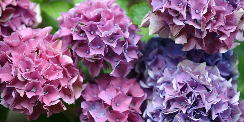 flores-de-primavera-hortensia