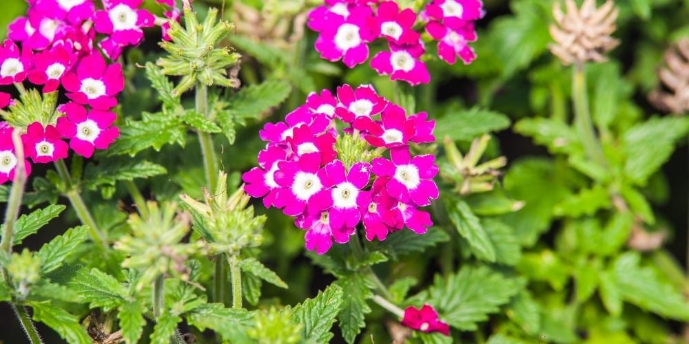 flores-de-primavera-verbena