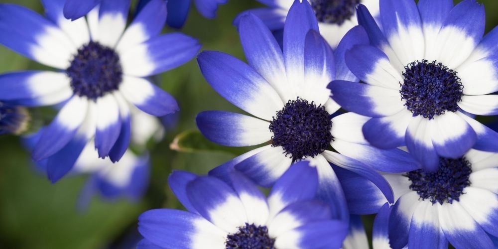 flores-de-primavera-cineraria