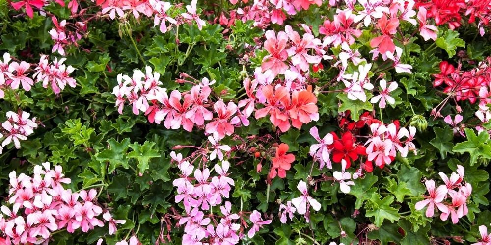 flores-de-primavera-gitanilla