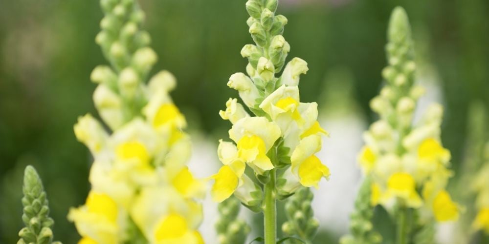 flores-de-primavera-boca-de-dragon