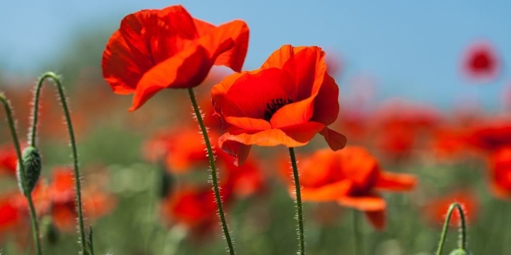 amapola-flores-de-primavera