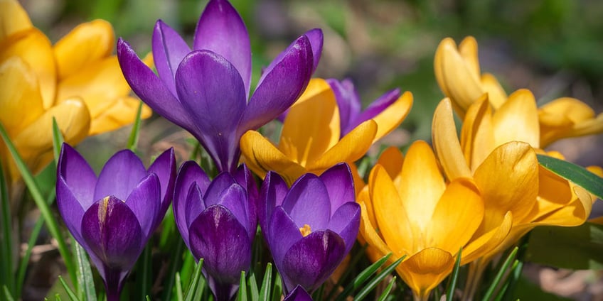 krokus-blume-frühling-frühlingsblume