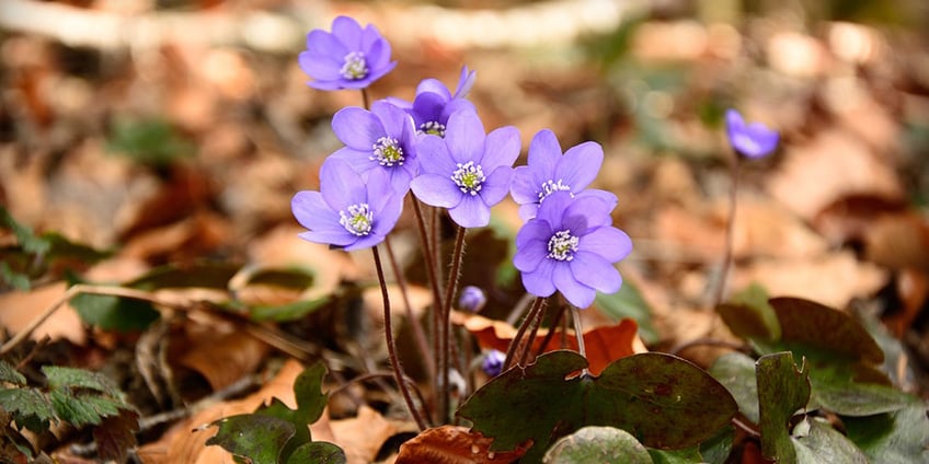 leberblümchen-blume-frühling