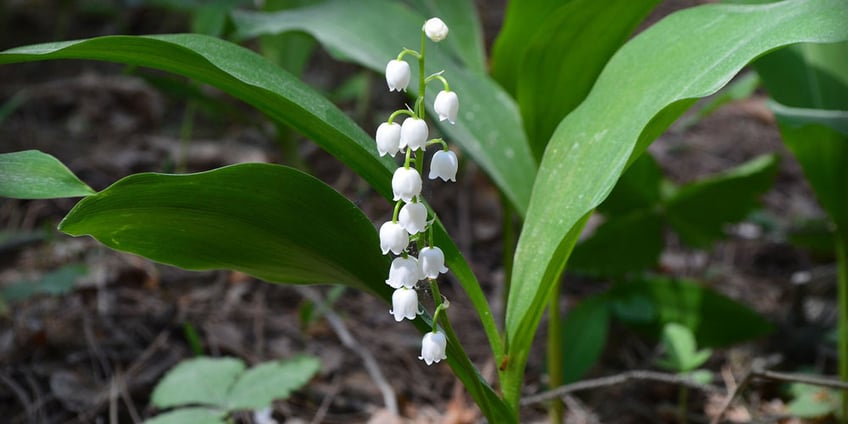 maiglöckchen-führlingsblume-blume-frühling