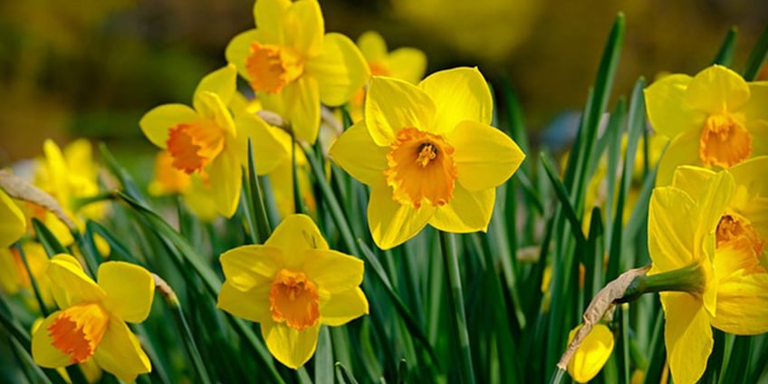 narzisse-frühling-blume