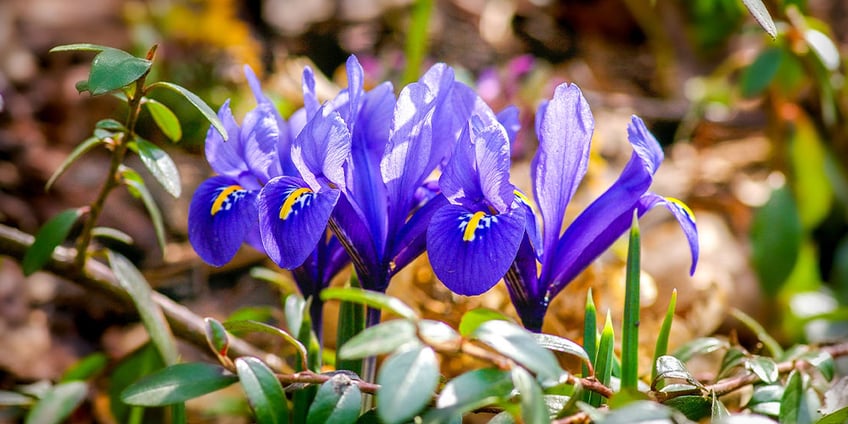netz-schwertlilie-netzblatt-iris-blume-frühling