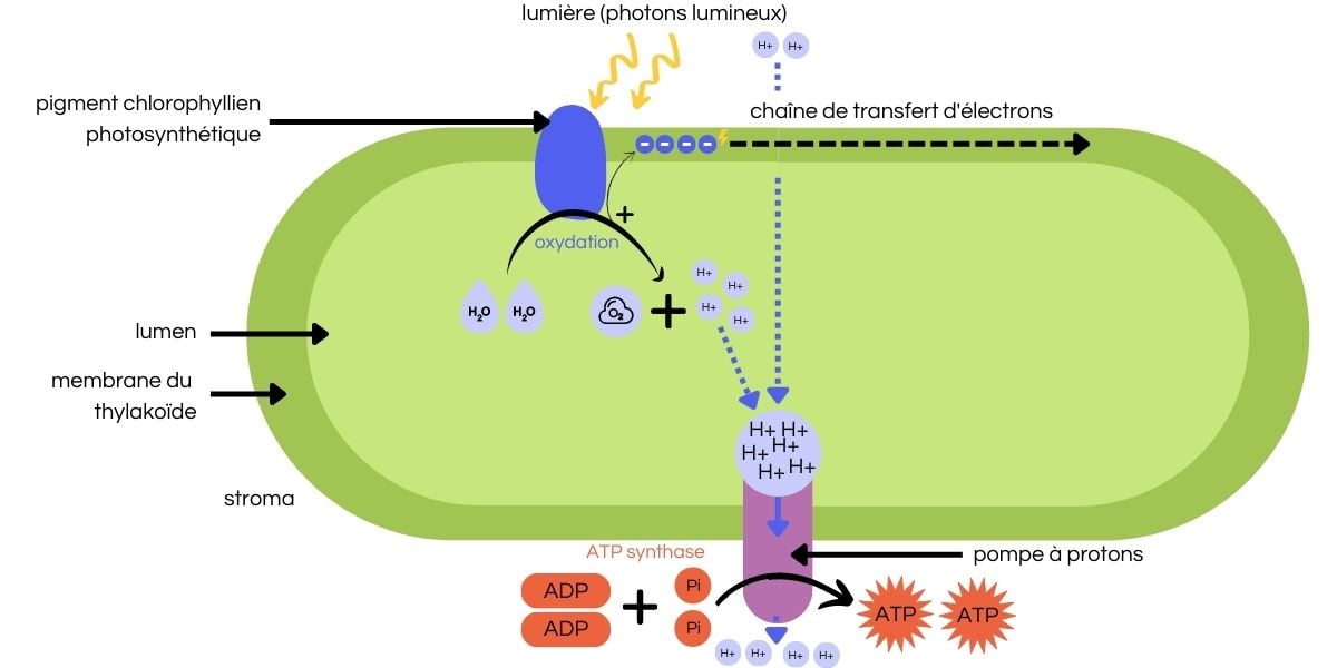 Schéma photosynthèse