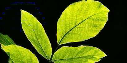 Photosynthese einfach erklärt: Formel & Ablauf der Lichtreaktion (+ PDF)