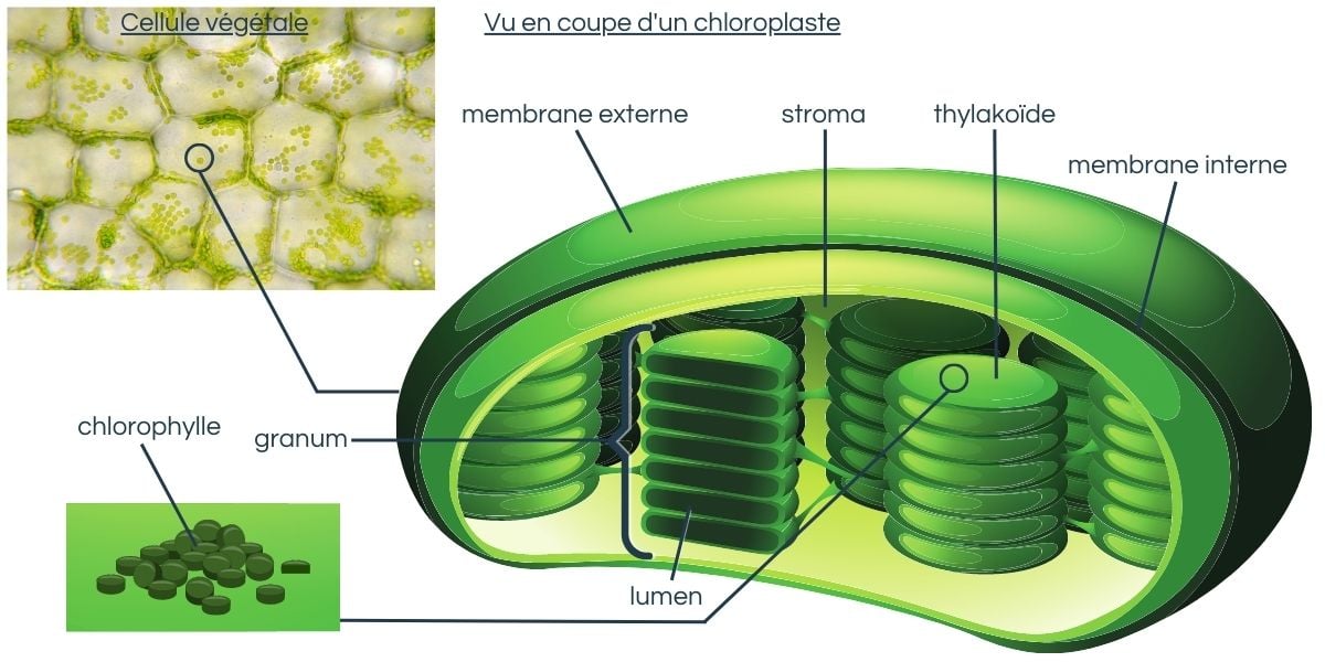 Schéma photosynthèse