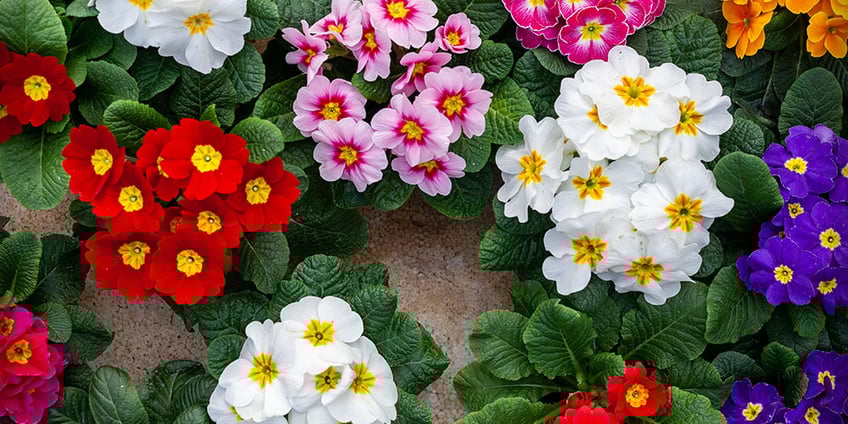 primel-frühling-blume