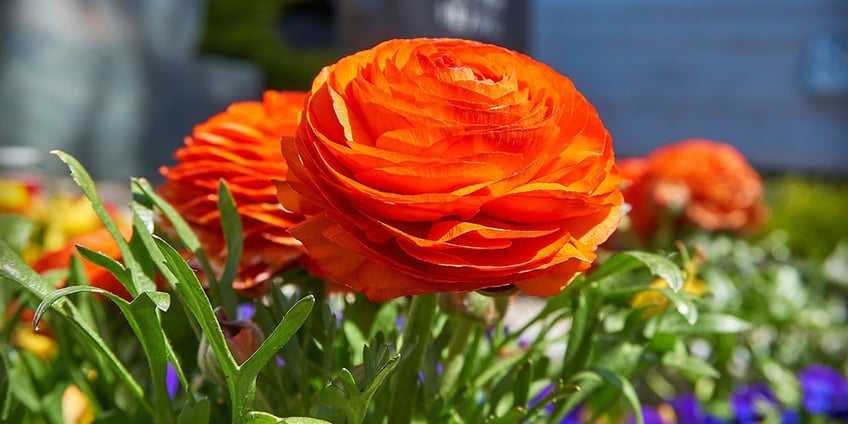 ranunculus-ranunkel-frühlingsblume
