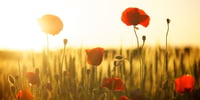 remembrance day 