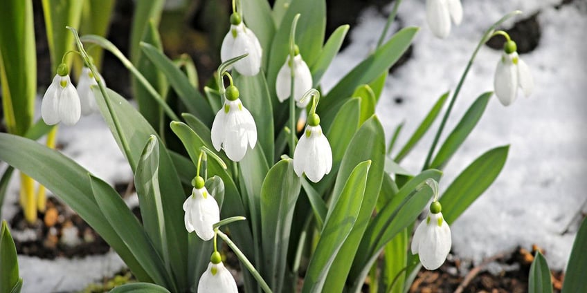 schneeglöckchen-blume-frühling-winter