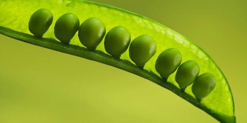 leyes-de-mendel-genetica-guisantes