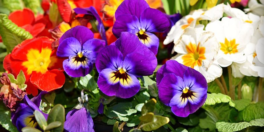 stiefmütterchen-blume-frühling