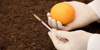 alimentos-transgenicos-naranja