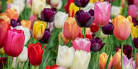 Frühlingsblumen