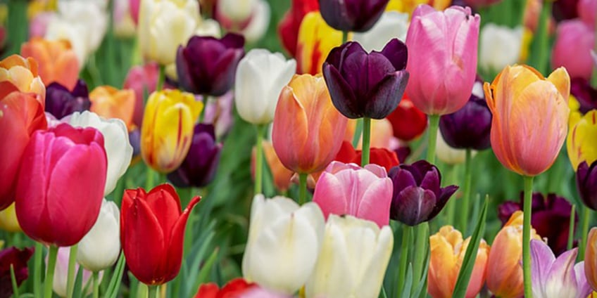 tulpe-frühlingsblume