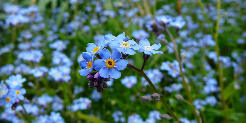 wald-vergissmeinnicht-blume-frühling
