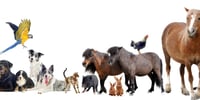 animali-famosi-nella-storia