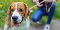 teen dog walking