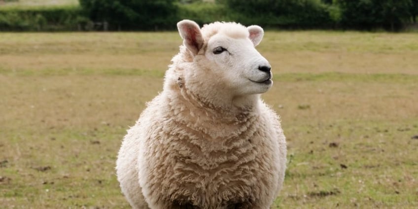 animali-famosi-nella-storia