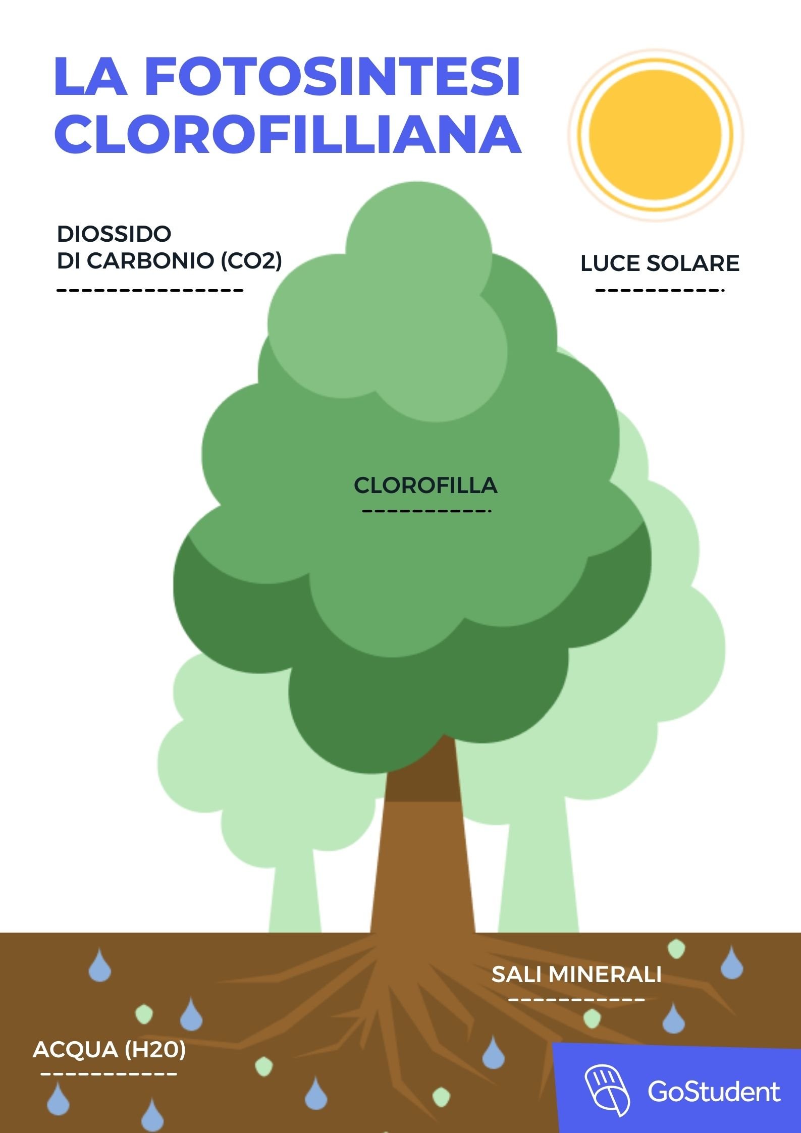fotosintesi clorofilliana