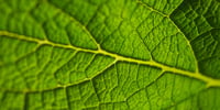 gustar-la-biologia