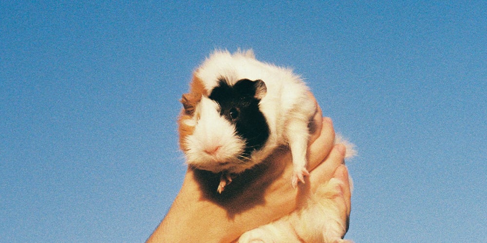 le-cochon-d-inde