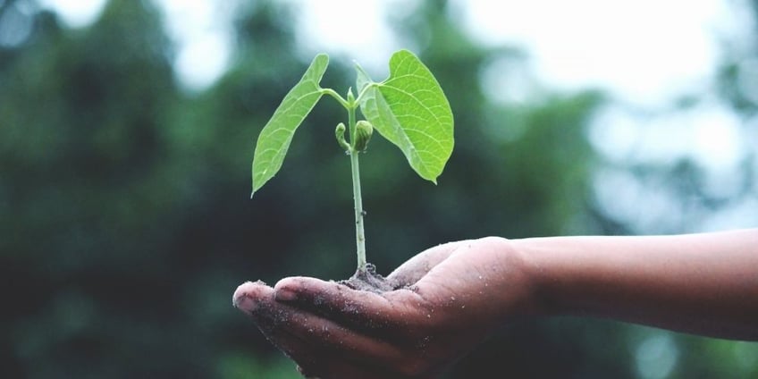 vivere-green-guida-per-principianti