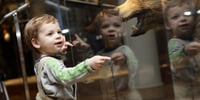 Boy in museum standing against glass