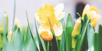pasqua