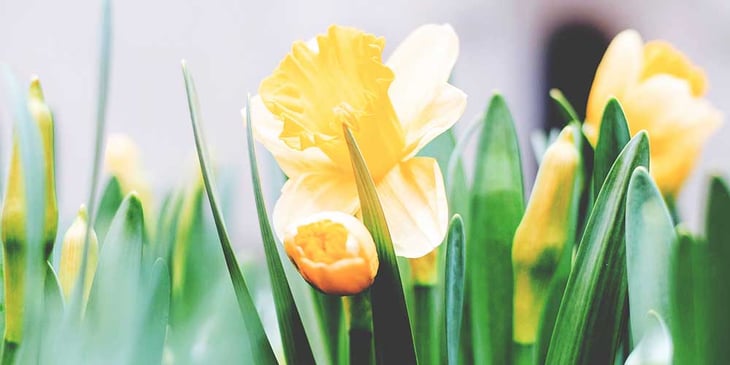 pasqua