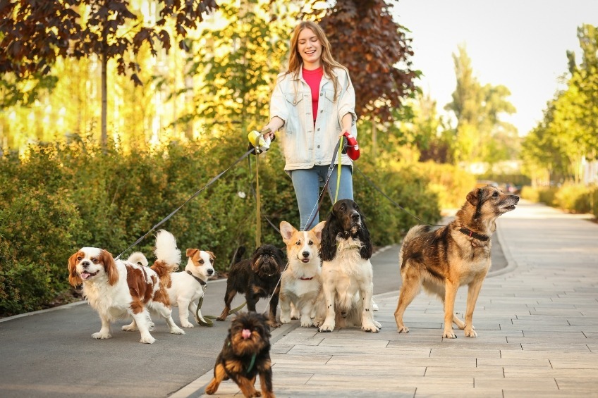 student-summer-job-walking-several-dogs-together-in-a-park