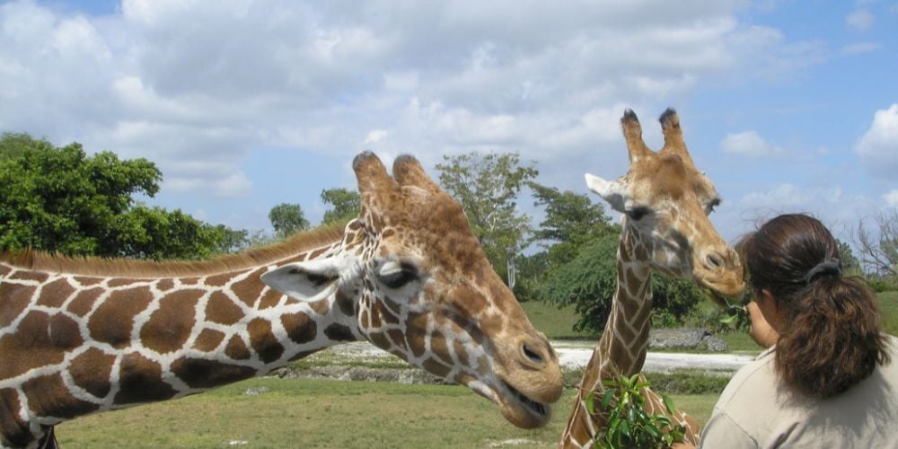 Meilleur parc animalier france
