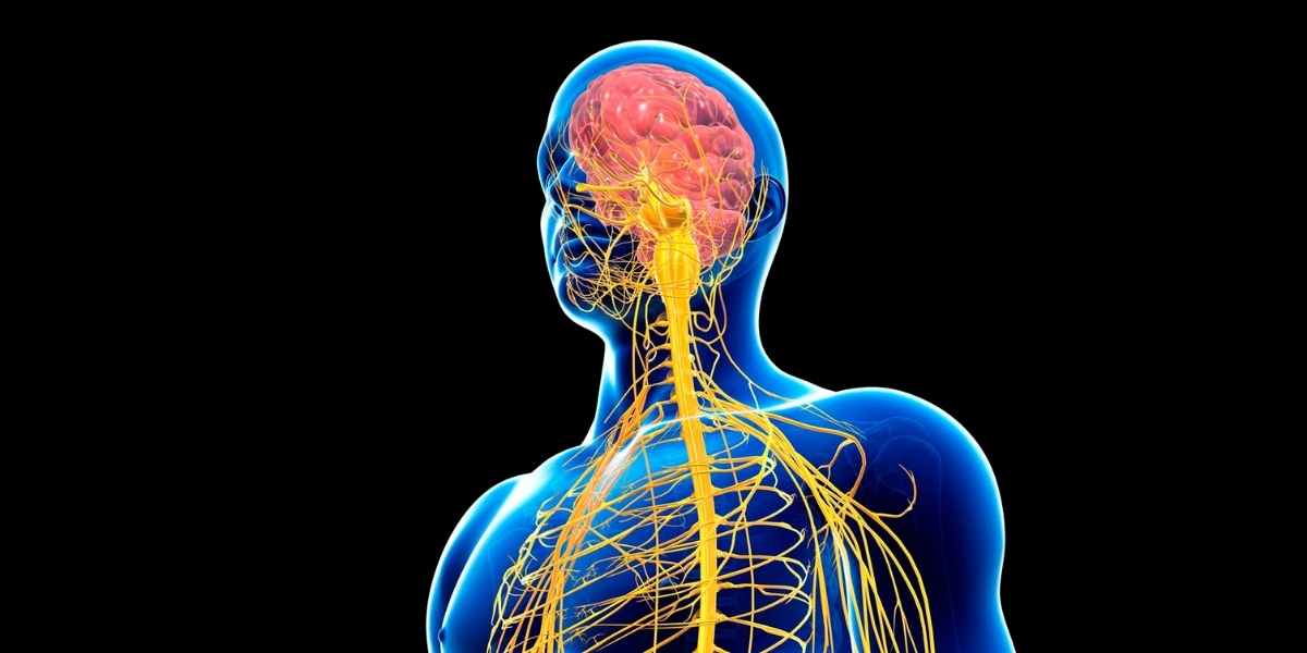 Donctionnement du système nerveux