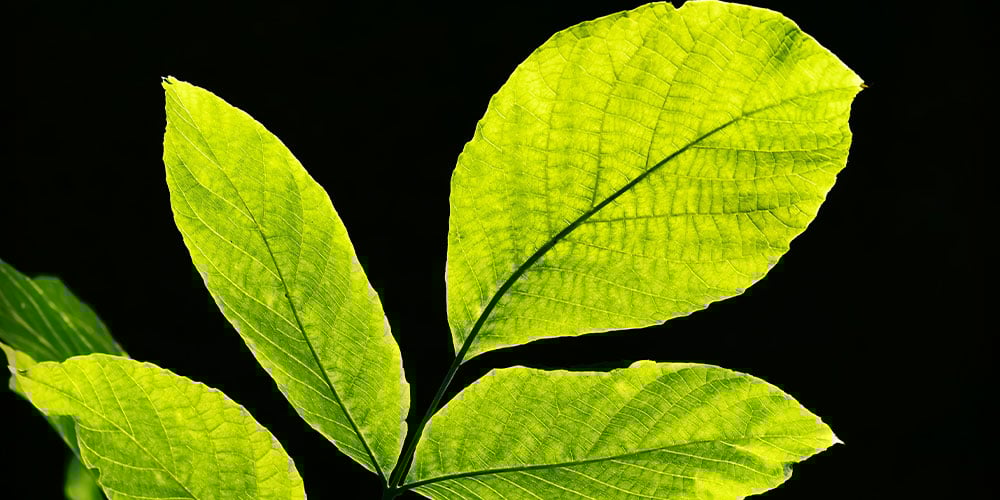 Photosynthese einfach erklärt