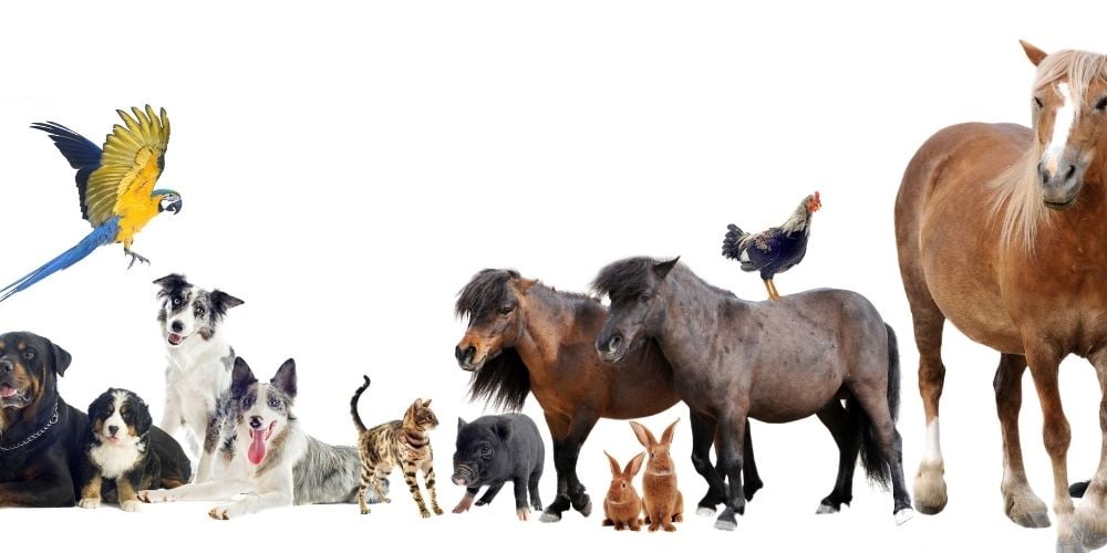 animali-famosi-nella-storia